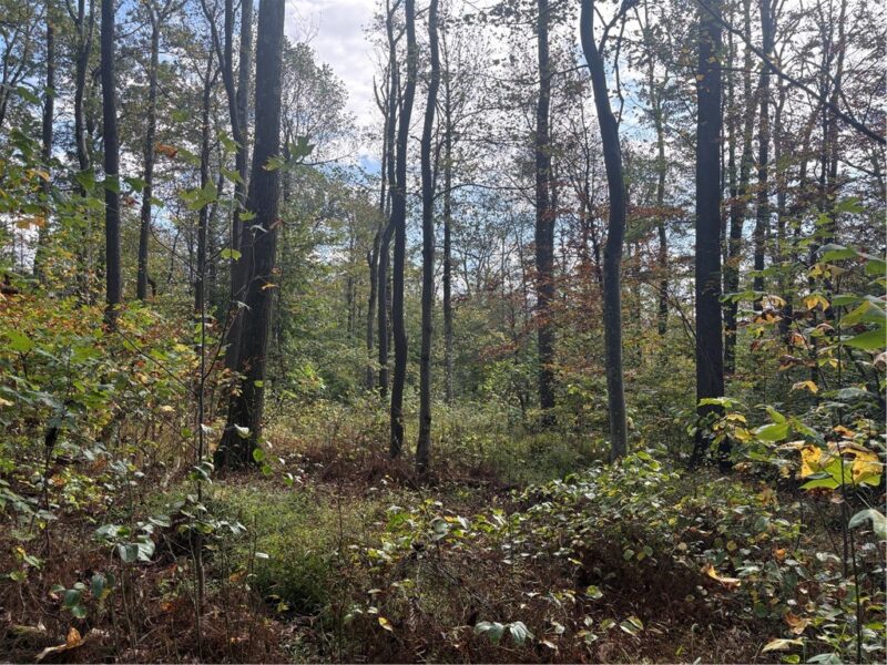 0000 County Line Rd — photo 4