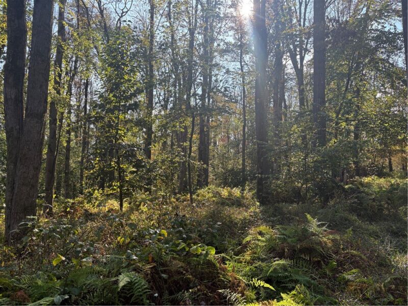 0000 County Line Rd — photo 7