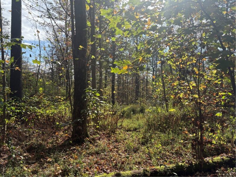 0000 County Line Rd — photo 8