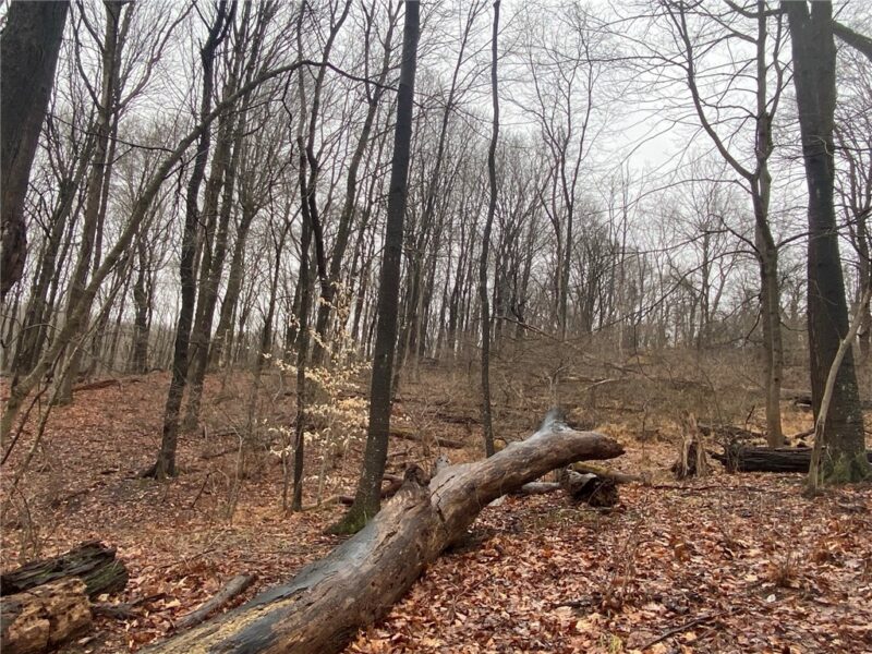 - Old Ramsey Rd — photo 5