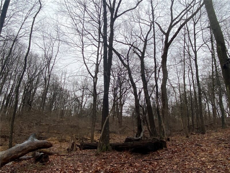 - Old Ramsey Rd — photo 6