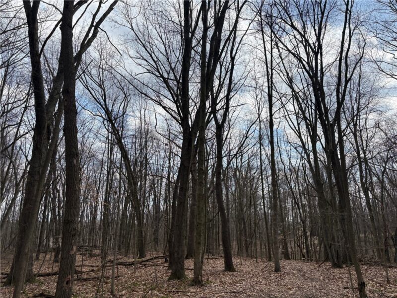 0 Orangeville Road — photo 4