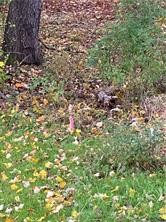 0 Country Club Road — photo 4