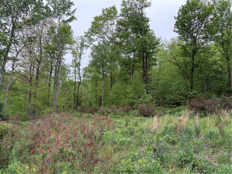 Lot 4 Cranberry Road — photo 8