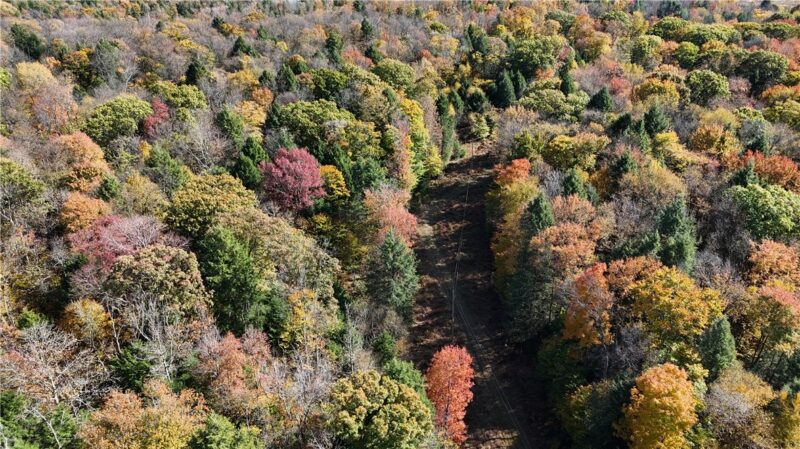 50 Acres along Bird Lane — photo 4