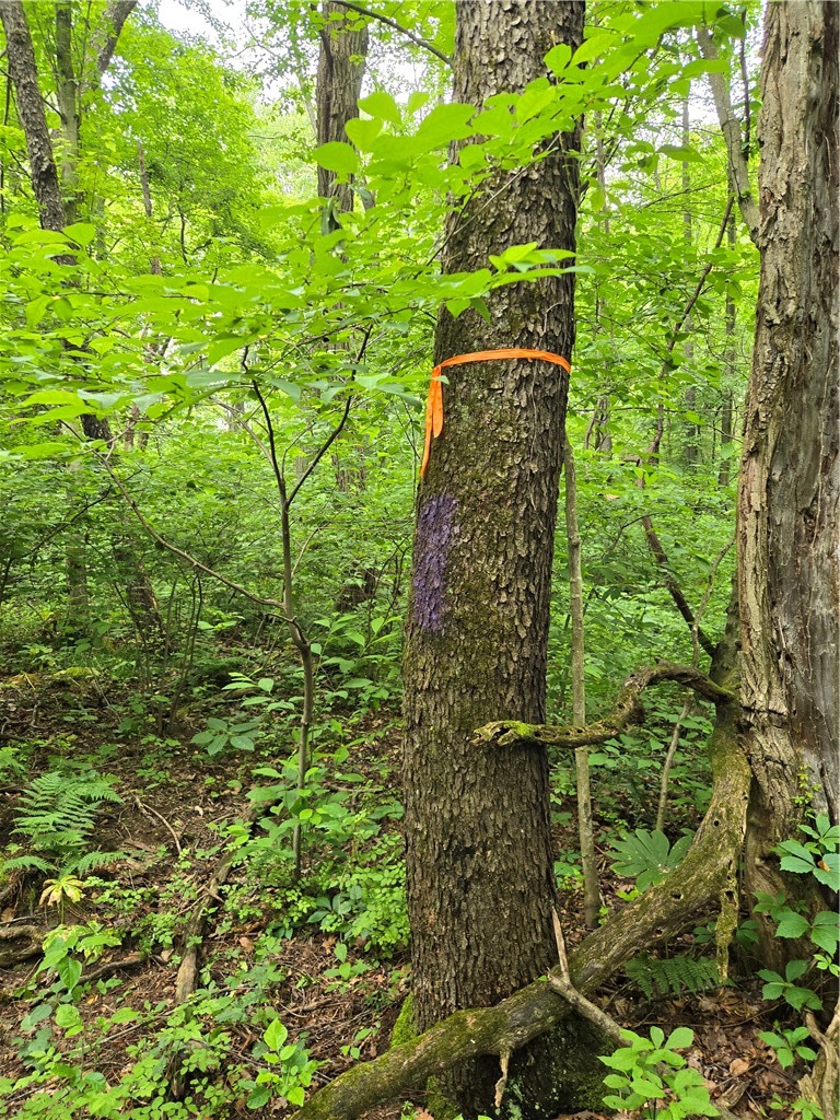 0 Mt Olive Rd — photo 4