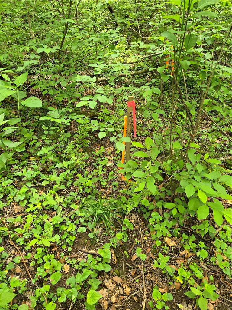 0 Mt Olive Rd — photo 5