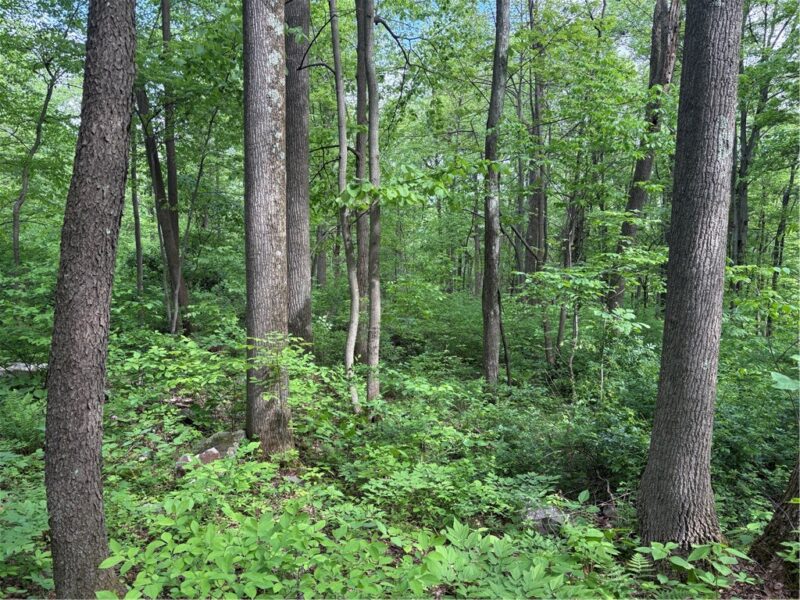 Lot 1C Cottonwood Rd — photo 2