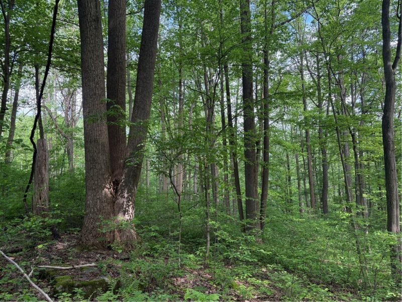 Lot 1C Cottonwood Rd — photo 3