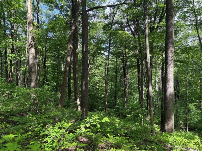 Lot 1C Cottonwood Rd — photo 4