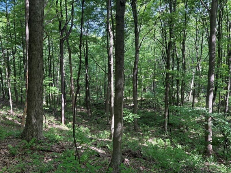 Lot 1C Cottonwood Rd — photo 5