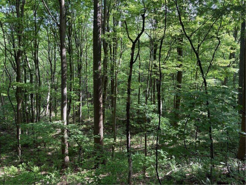 Lot 1C Cottonwood Rd — photo 6