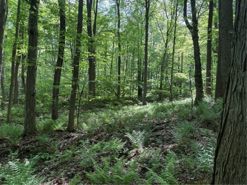 Lot 1C Cottonwood Rd — photo 7