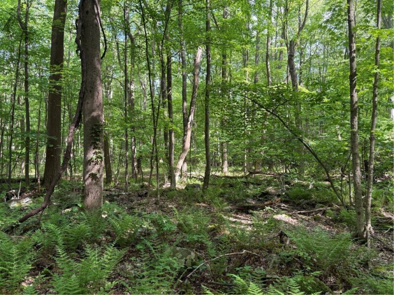 Lot 1C Cottonwood Rd — photo 8