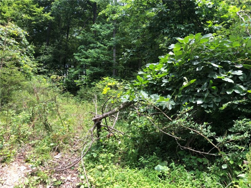 224-225 OLD MILL ROAD — photo 5