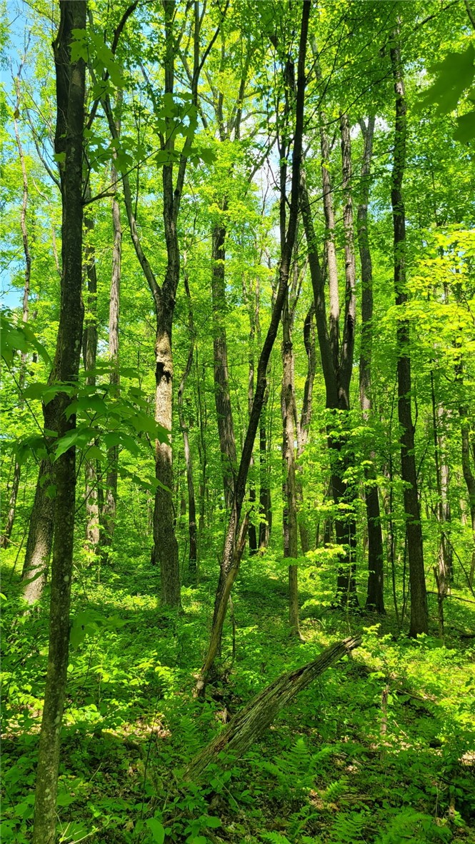 00 Hawkins Hollow Rd — photo 1