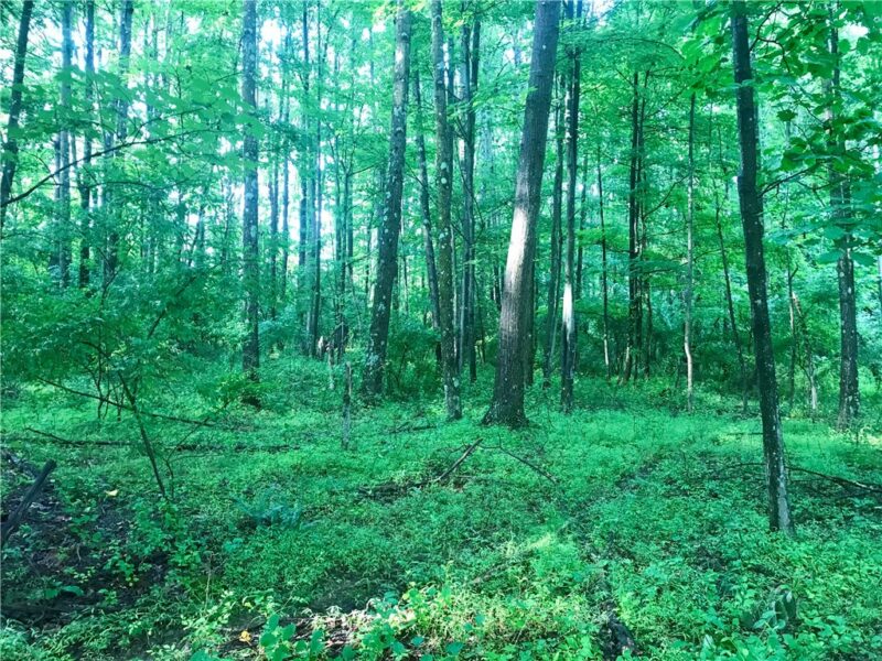 0 Palko Road — photo 2