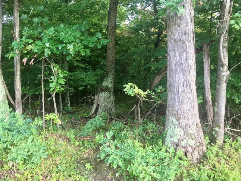 0 Palko Road — photo 5