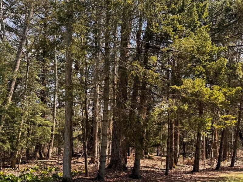Lot 4 Lake Rd & Danner DRIVE — photo 3