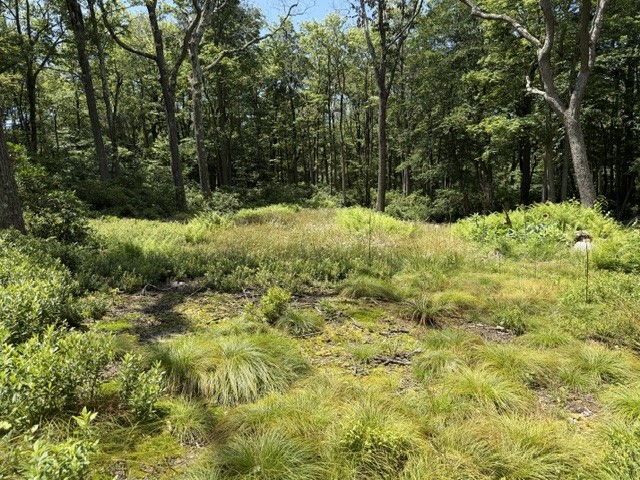 Lot 87 Laurel — photo 6
