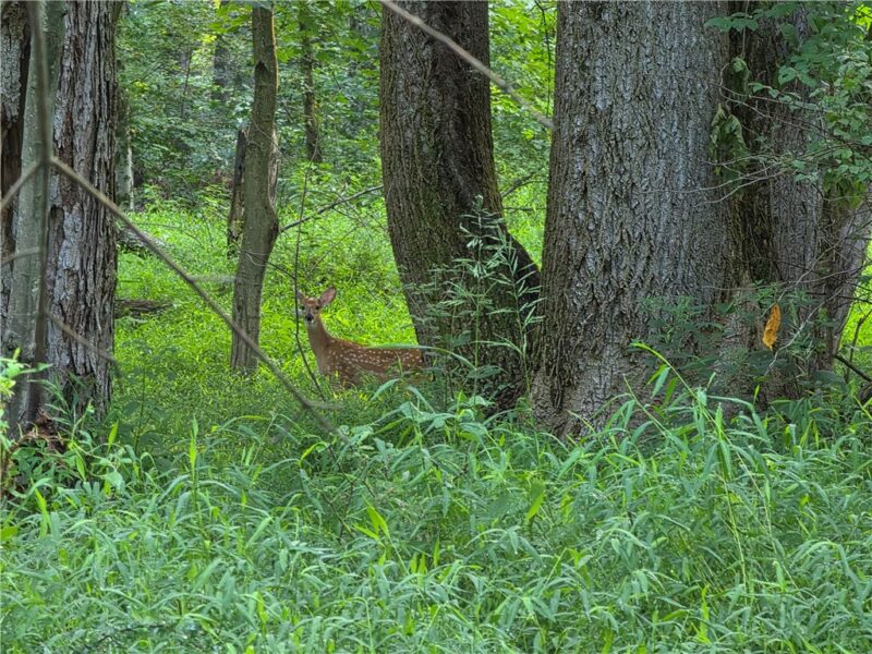 0 Darr Rd — photo 3