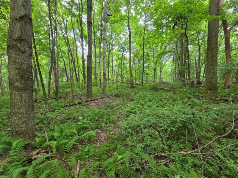 0 Mudlick Hollow Rd — photo 3