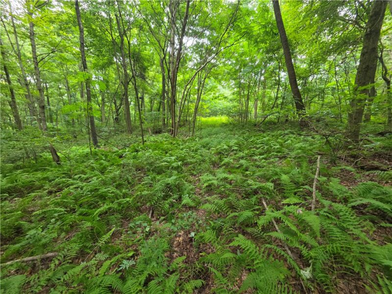 0 Mudlick Hollow Rd — photo 4