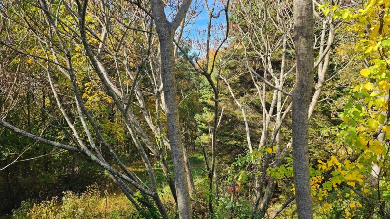 0 Observation St — photo 3