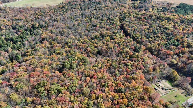 50 Acres along Bird Lane — photo 4