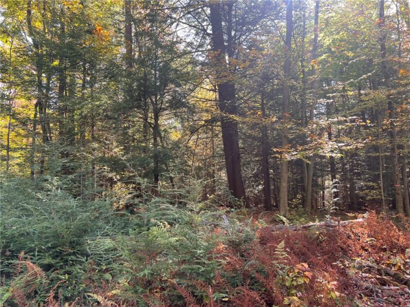 50 Acres along Bird Lane — photo 7