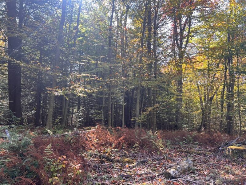 50 Acres along Bird Lane — photo 8